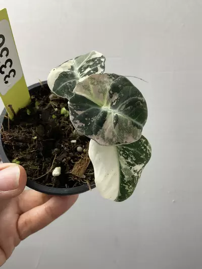 plant/3336 Alocasia pink black velvet-0-thumbnail