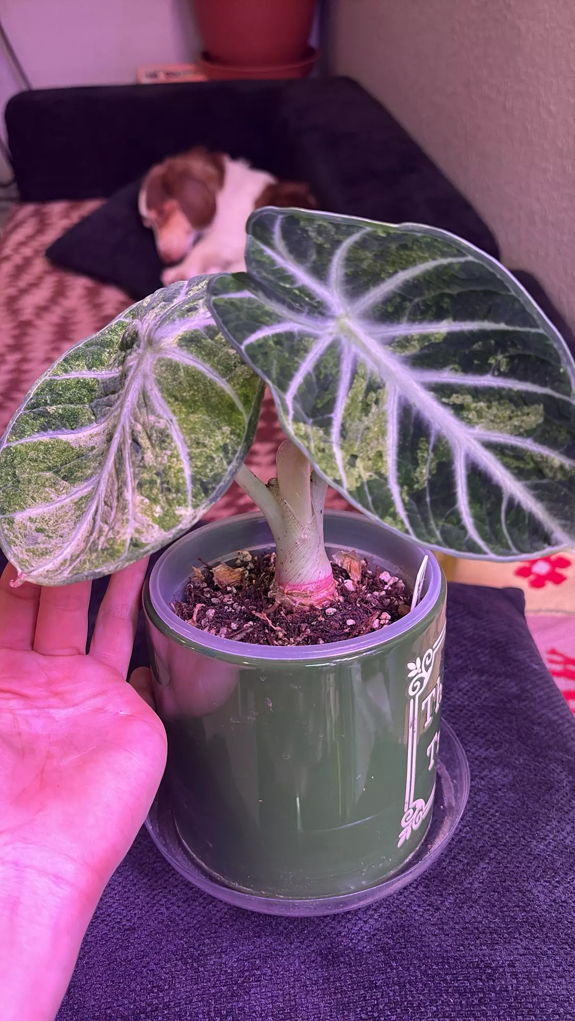 plant/Alocasia Ninja Splash-0
