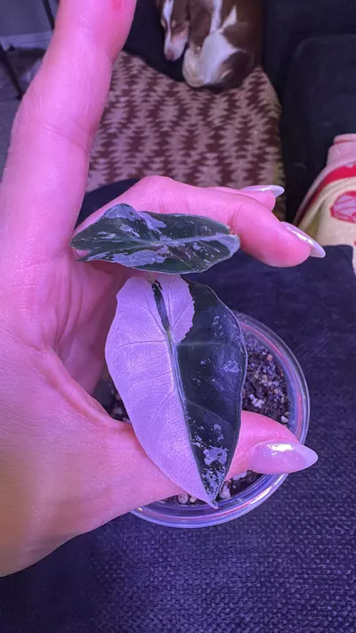 plant/Pink Chant Alocasia-0-thumbnail