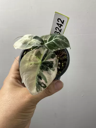 plant/3242 Alocasia pink black velvet-0-thumbnail
