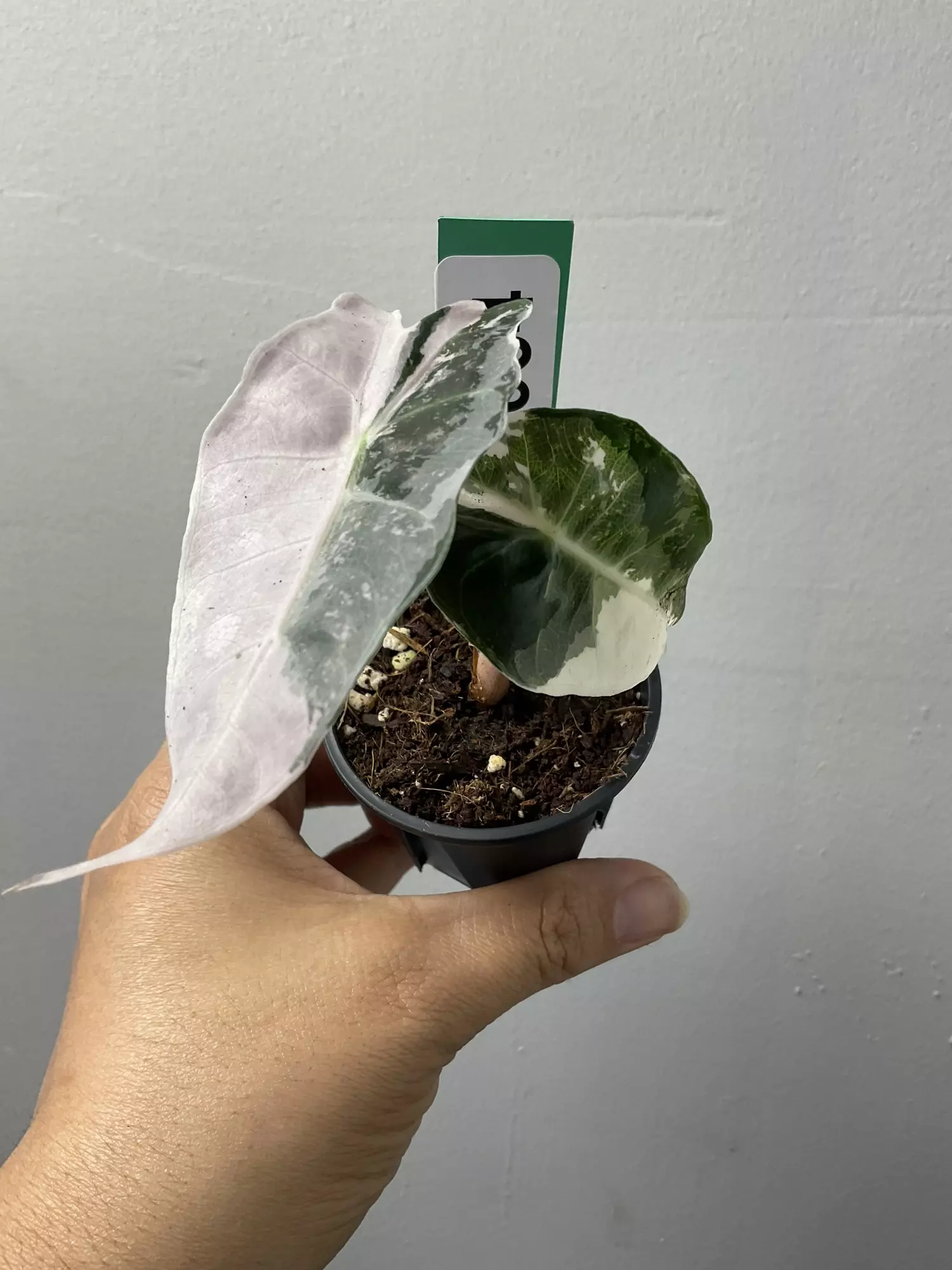 plant/3664 Alocasia amazonica pink-0