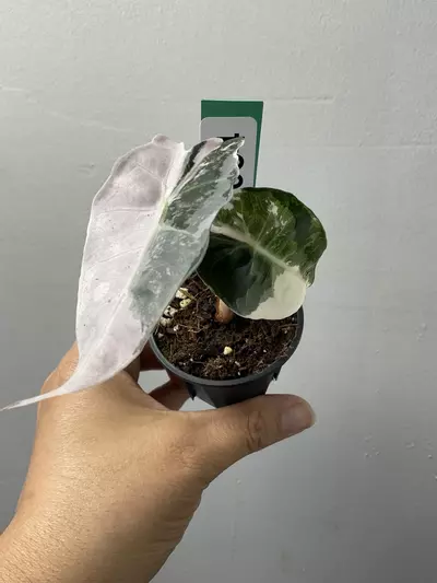 plant/3664 Alocasia amazonica pink-0-thumbnail