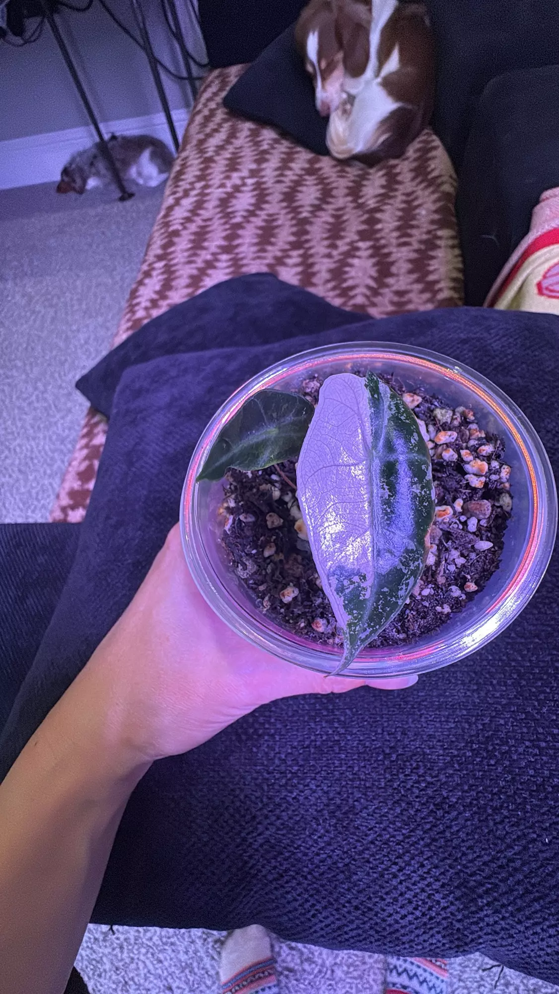 plant/Pink Polly Alocasia-0