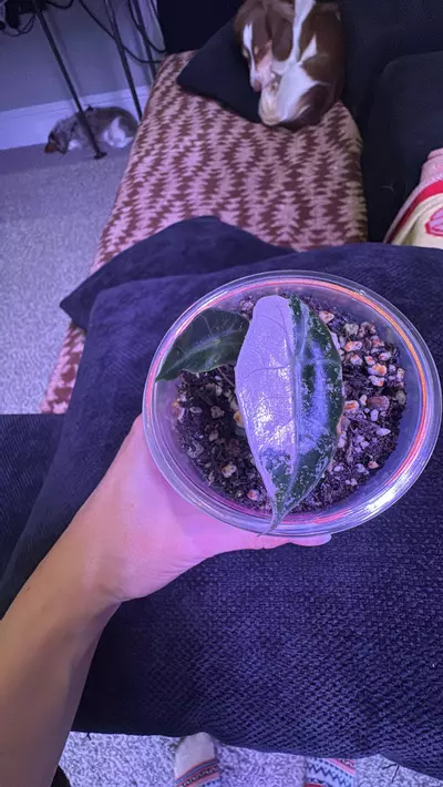 plant/Pink Polly Alocasia-0-thumbnail