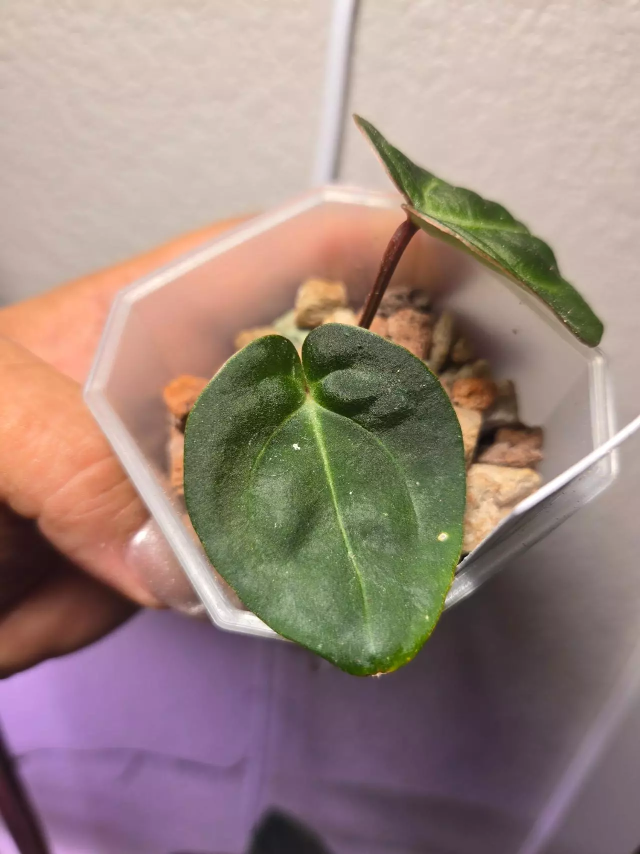 plant/anthurium doc F2 x bess aff-1