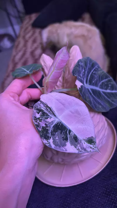 plant/Black Velvet Pink Alocasia-0-thumbnail