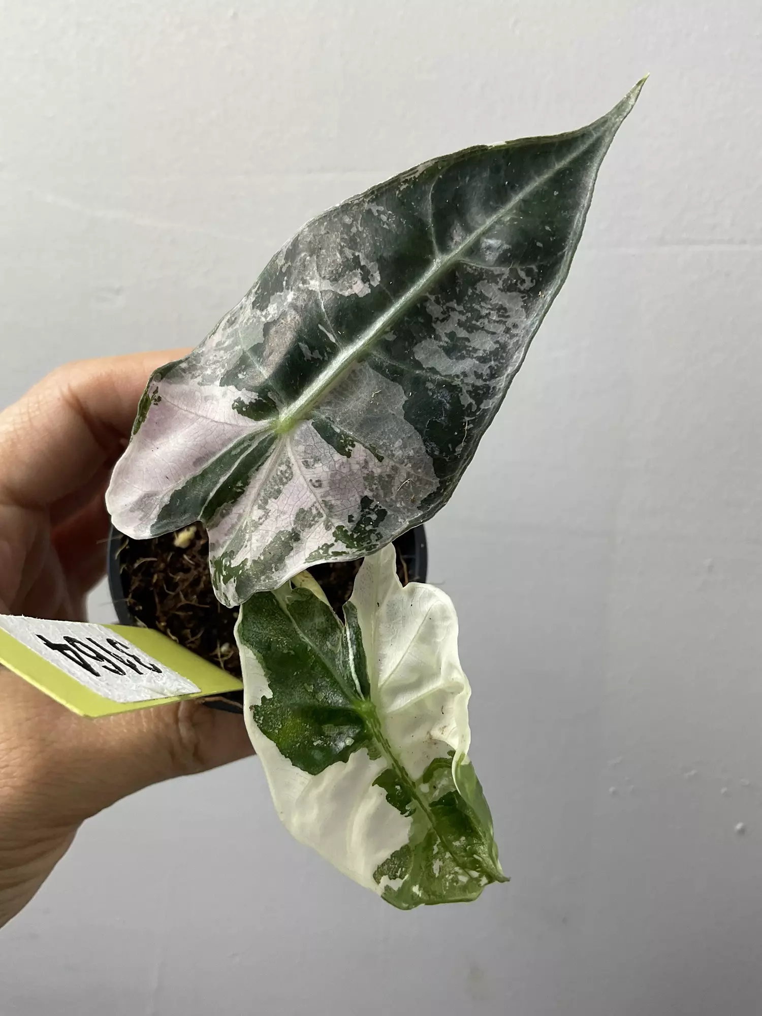 plant/3164 Alocasia amazonica pink-0