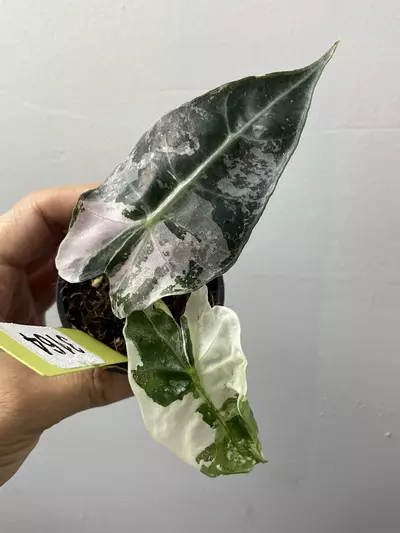 plant/3164 Alocasia amazonica pink-0-thumbnail