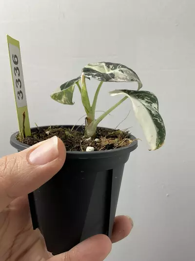 plant/3336 Alocasia pink black velvet-1-thumbnail