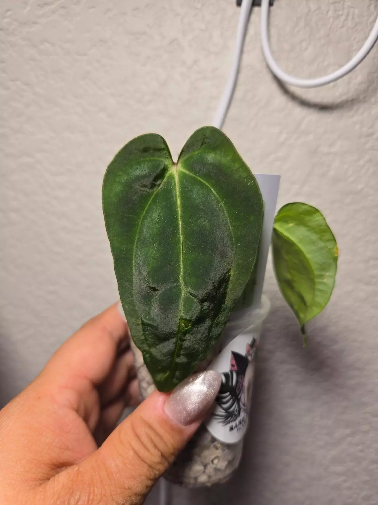 plant/anthurium Tezula (BVEP x Avium crystal) x SKG Daddy-0