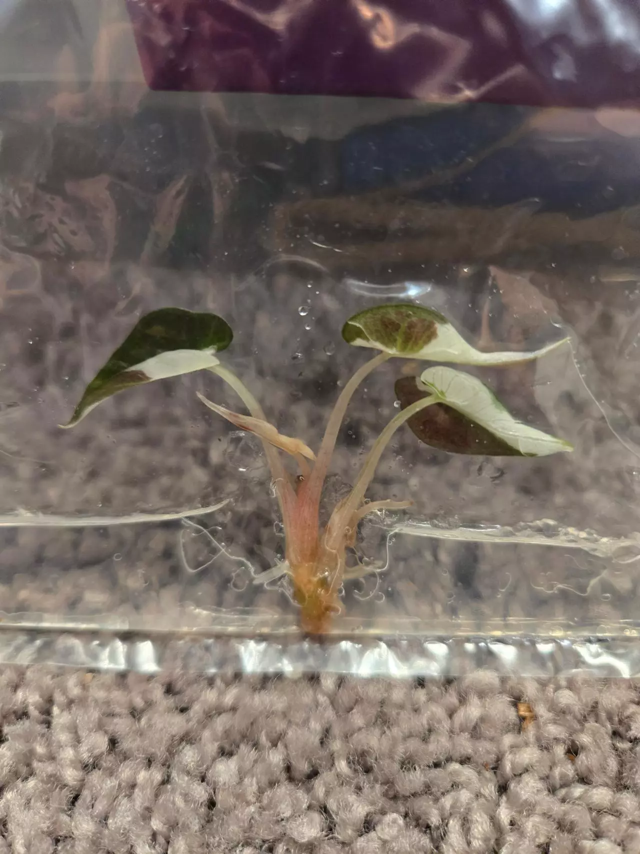 plant/alocasia bambino pink TC-0