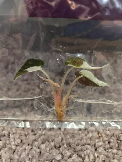 plant/alocasia bambino pink TC-0-thumbnail