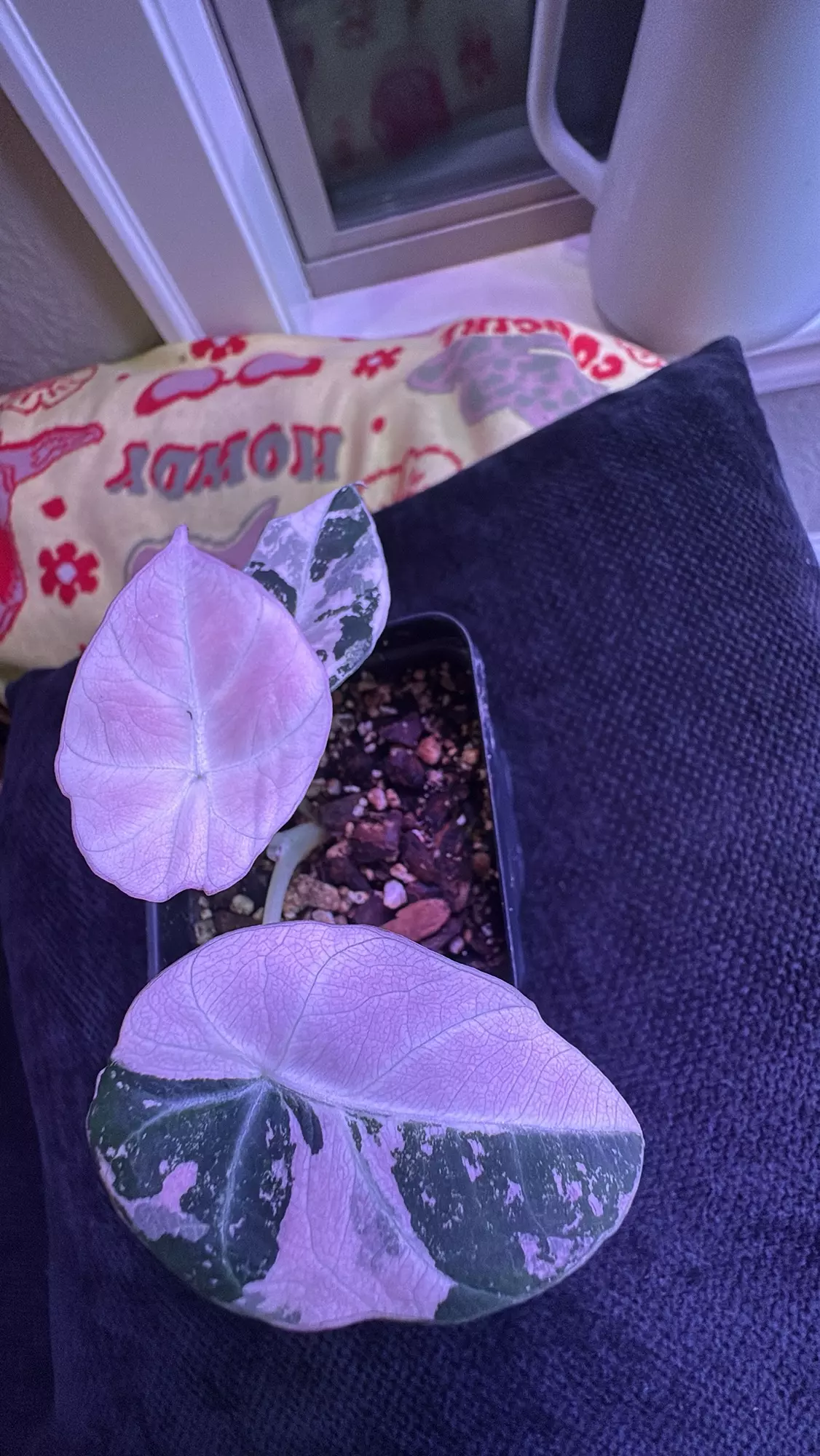 plant/Black Velvet Pink-0