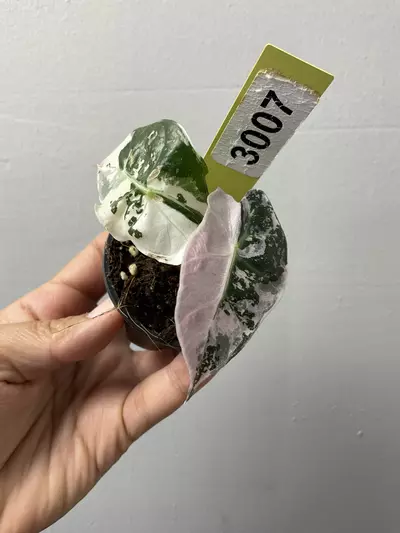 plant/3007 Alocasia amazonica pink-0-thumbnail