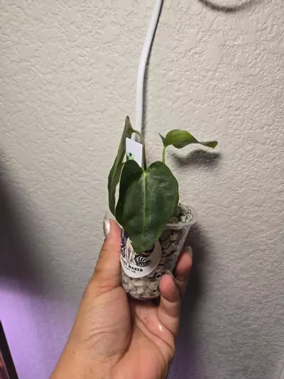 plant/anthurium Tezula (BVEP x Avium crystal) x SKG Daddy-1-thumbnail