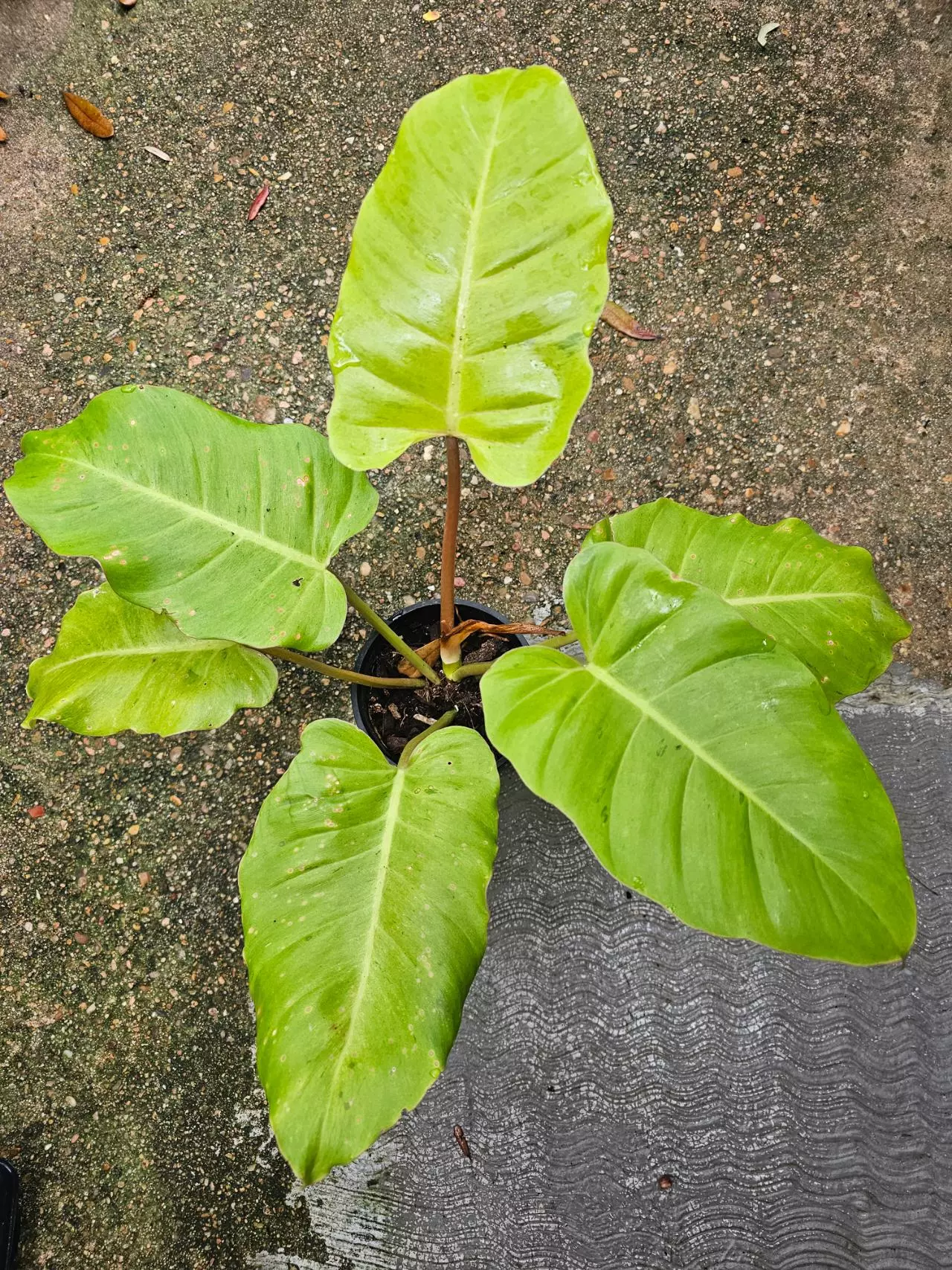 plant/Snowdrift philodendron-0