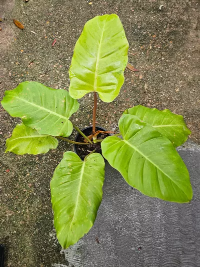 plant/Snowdrift philodendron-0-thumbnail