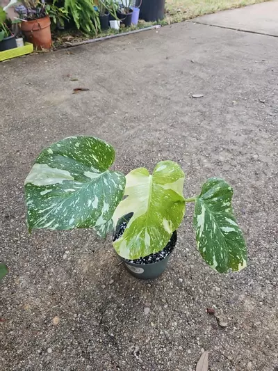 plant/Thai constellation-0-thumbnail