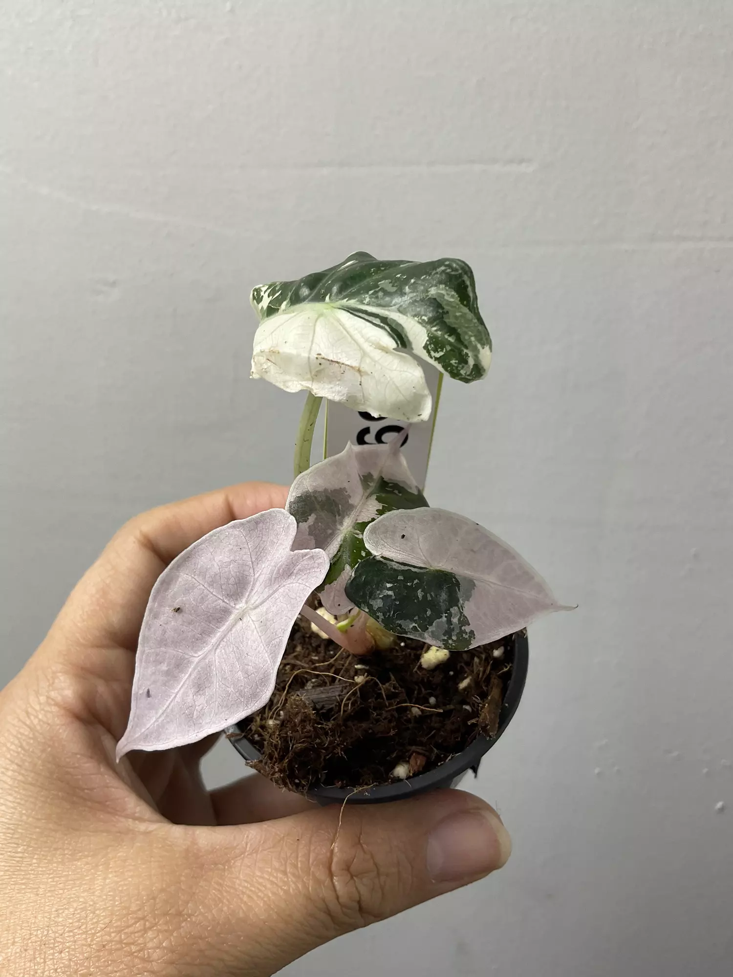 plant/3696 Alocasia amazonica pink-0