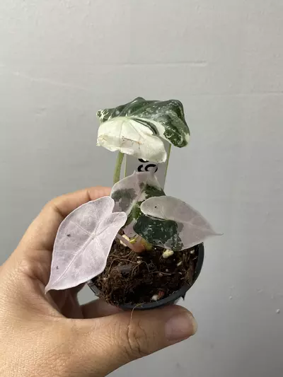 plant/3696 Alocasia amazonica pink-0-thumbnail