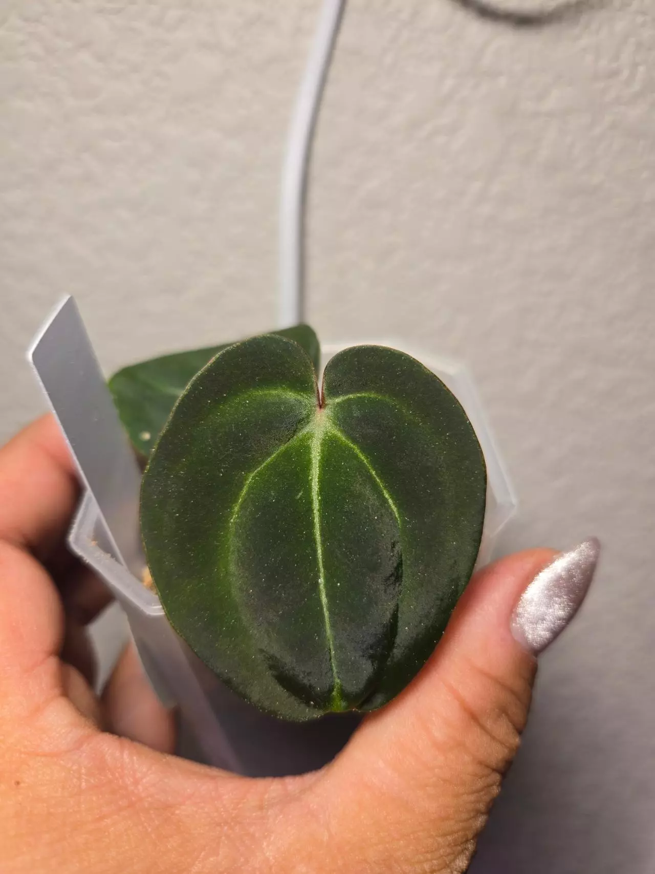 plant/anthurium doc F2 x bess aff-0