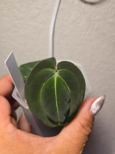 plant/anthurium doc F2 x bess aff-0-thumbnail