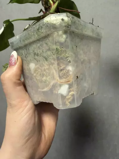 plant/Philodendron White Princess Tricolor-3-thumbnail