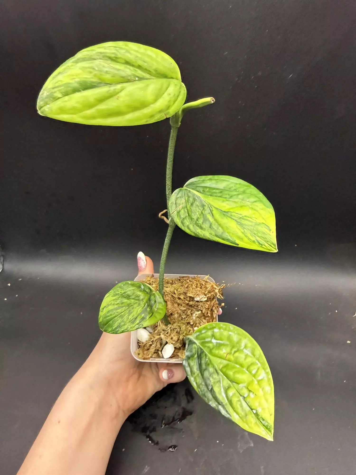 plant/Monstera Peru Variegated, rooted bottom-0