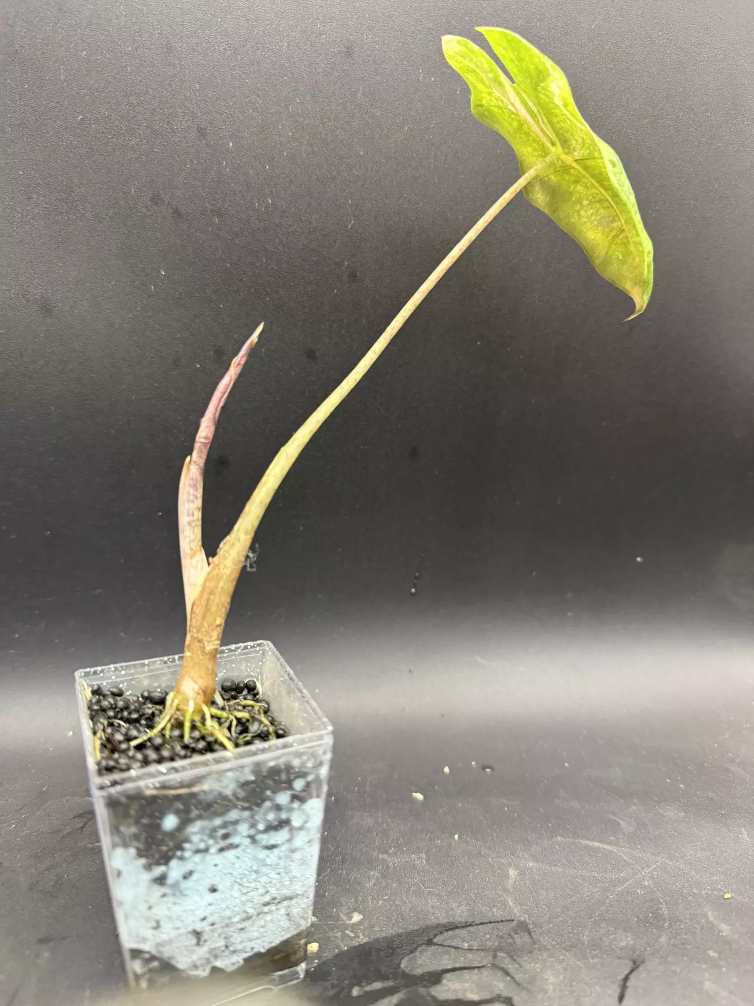 plant/Alocasia Psuedo Sanderiana Pink-2