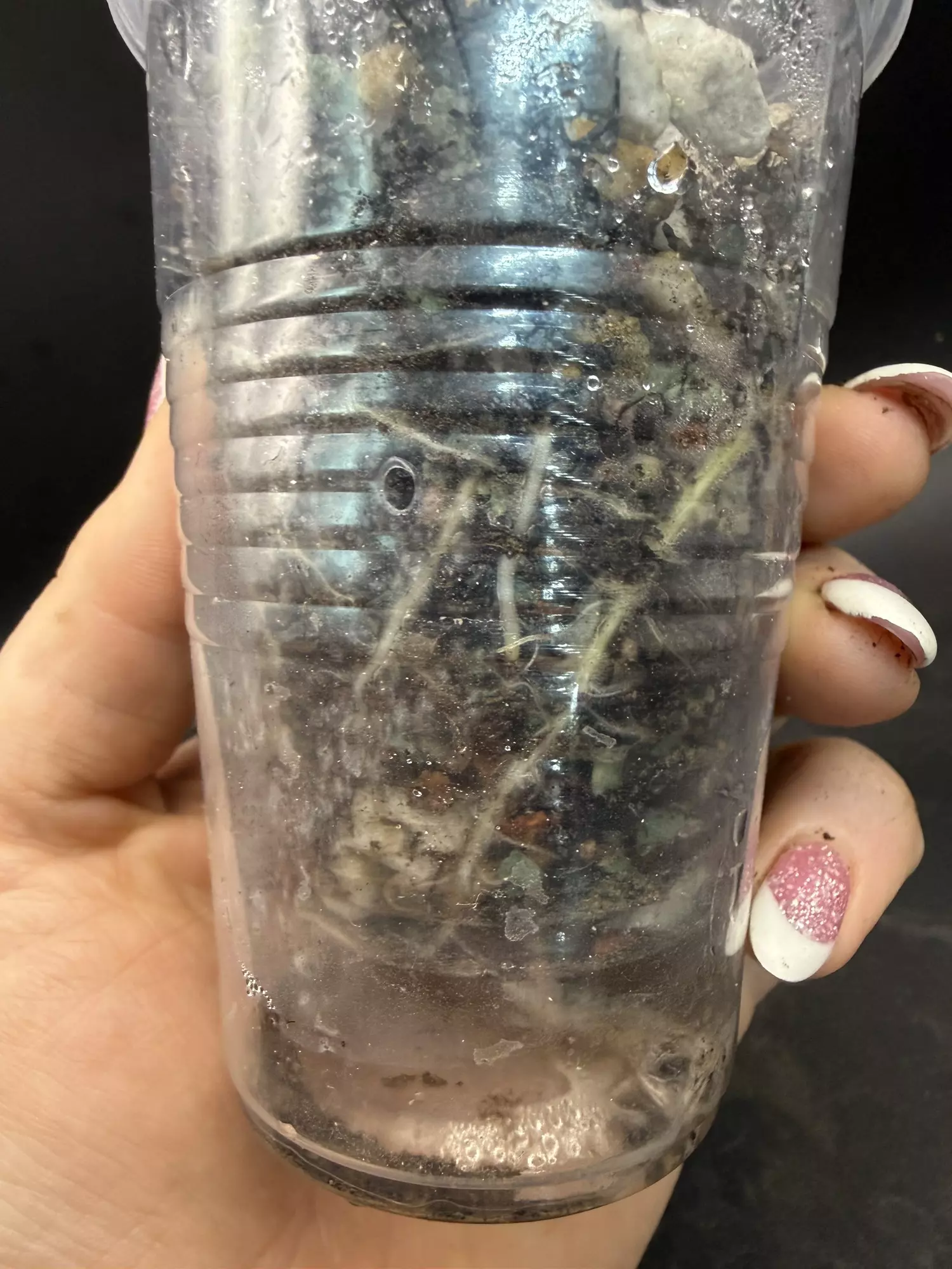 plant/Alocasia Mark Campbell (mother plant)-2