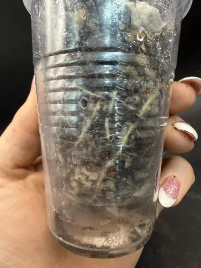 plant/Alocasia Mark Campbell (mother plant)-2-thumbnail