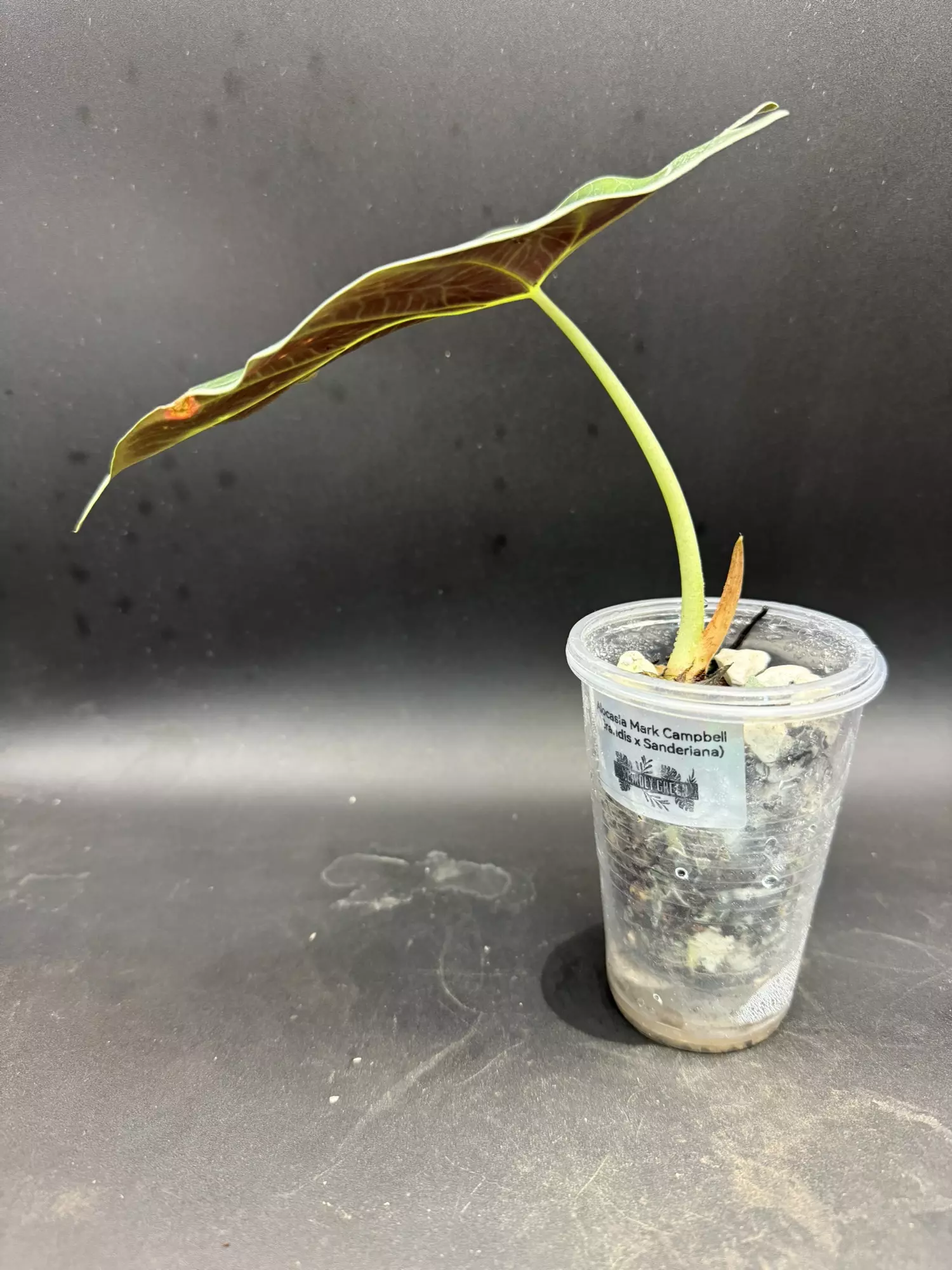 plant/Alocasia Mark Campbell (mother plant)-1