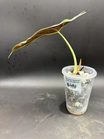 plant/Alocasia Mark Campbell (mother plant)-1-thumbnail