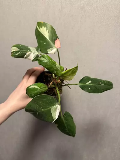 plant/Philodendron White Princess Tricolor-0-thumbnail