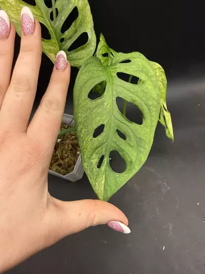 plant/Monstera Adansonii Aurea HUGE LEAVES-3-thumbnail