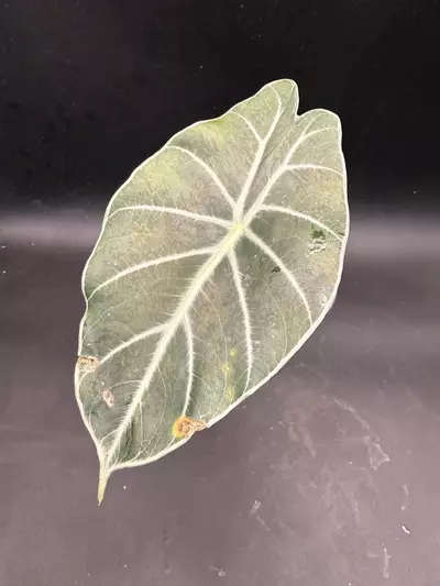 plant/Alocasia Mark Campbell (mother plant)-0-thumbnail