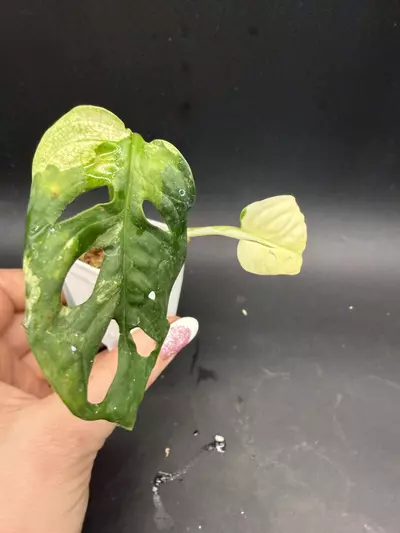 plant/Monstera Adansonii Albo/Tricolor-1-thumbnail