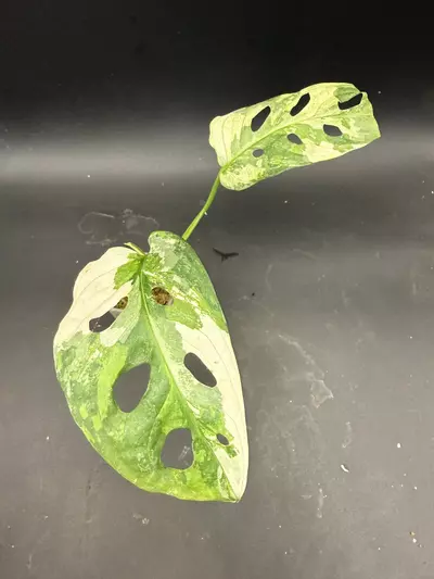 plant/Monstera Adansonii Tricolor-0-thumbnail