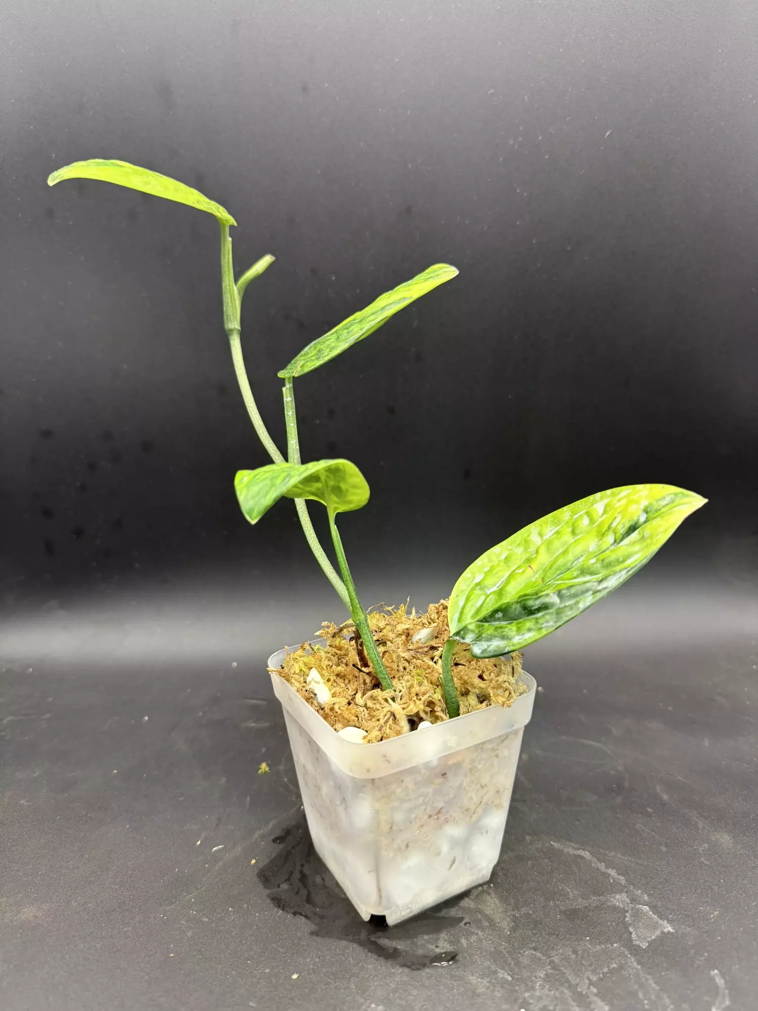 plant/Monstera Peru Variegated, rooted bottom-1