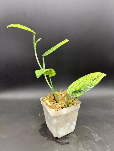 plant/Monstera Peru Variegated, rooted bottom-1-thumbnail