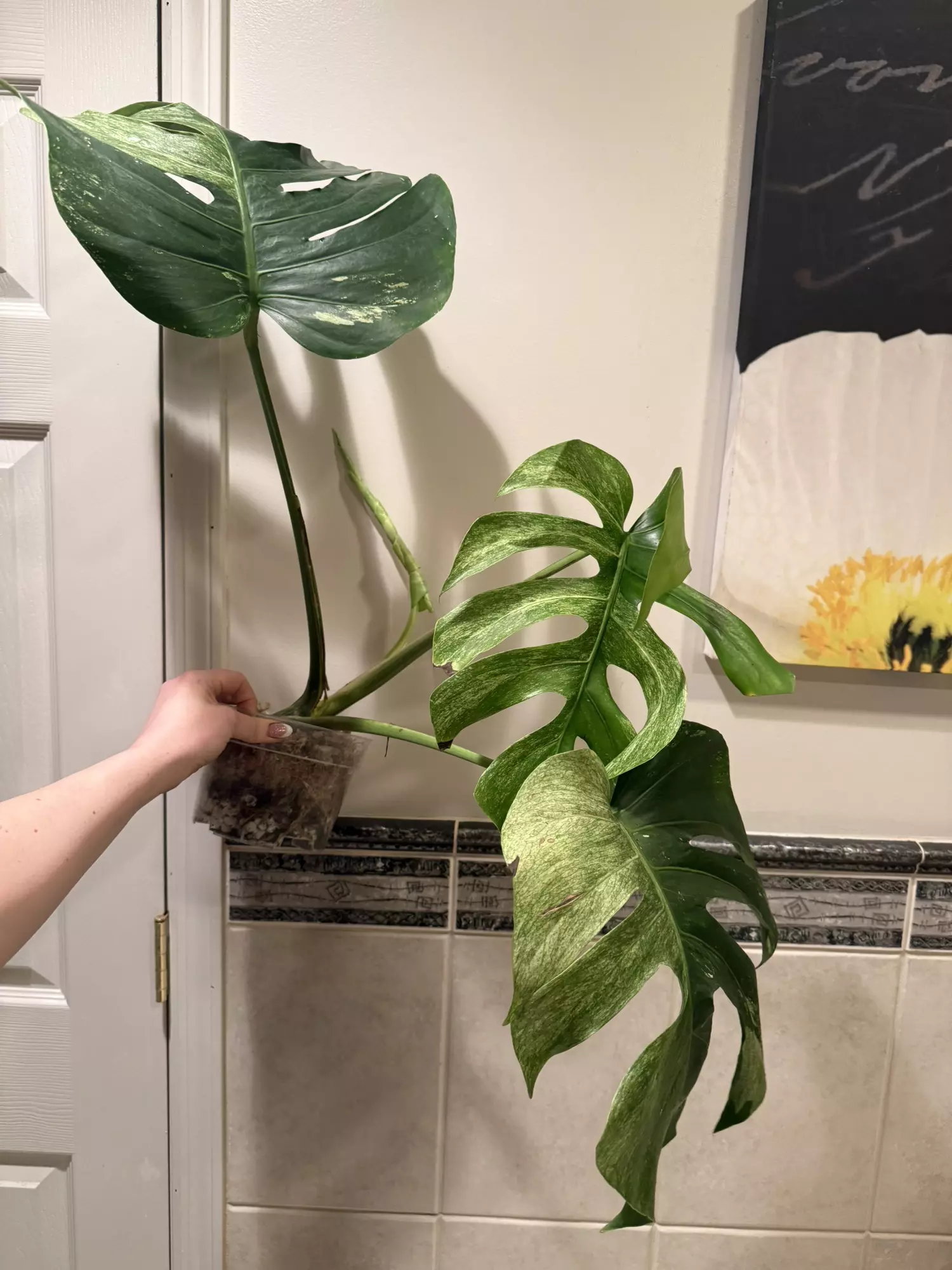 plant/Monstera Mint Noid-4