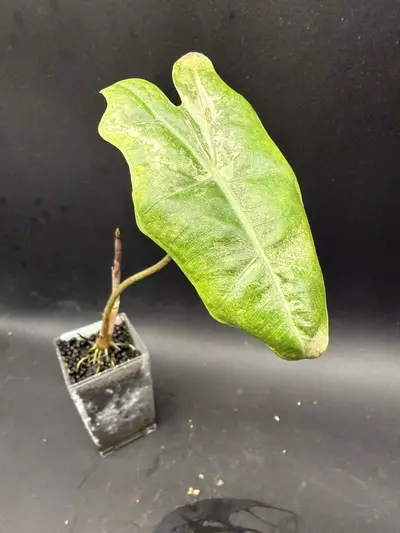 plant/Alocasia Psuedo Sanderiana Pink-0-thumbnail