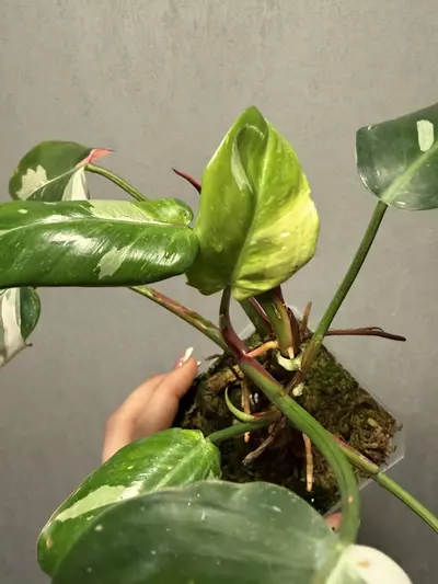 plant/Philodendron White Princess Tricolor-1-thumbnail