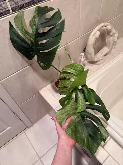 plant/Monstera Mint Noid-1-thumbnail