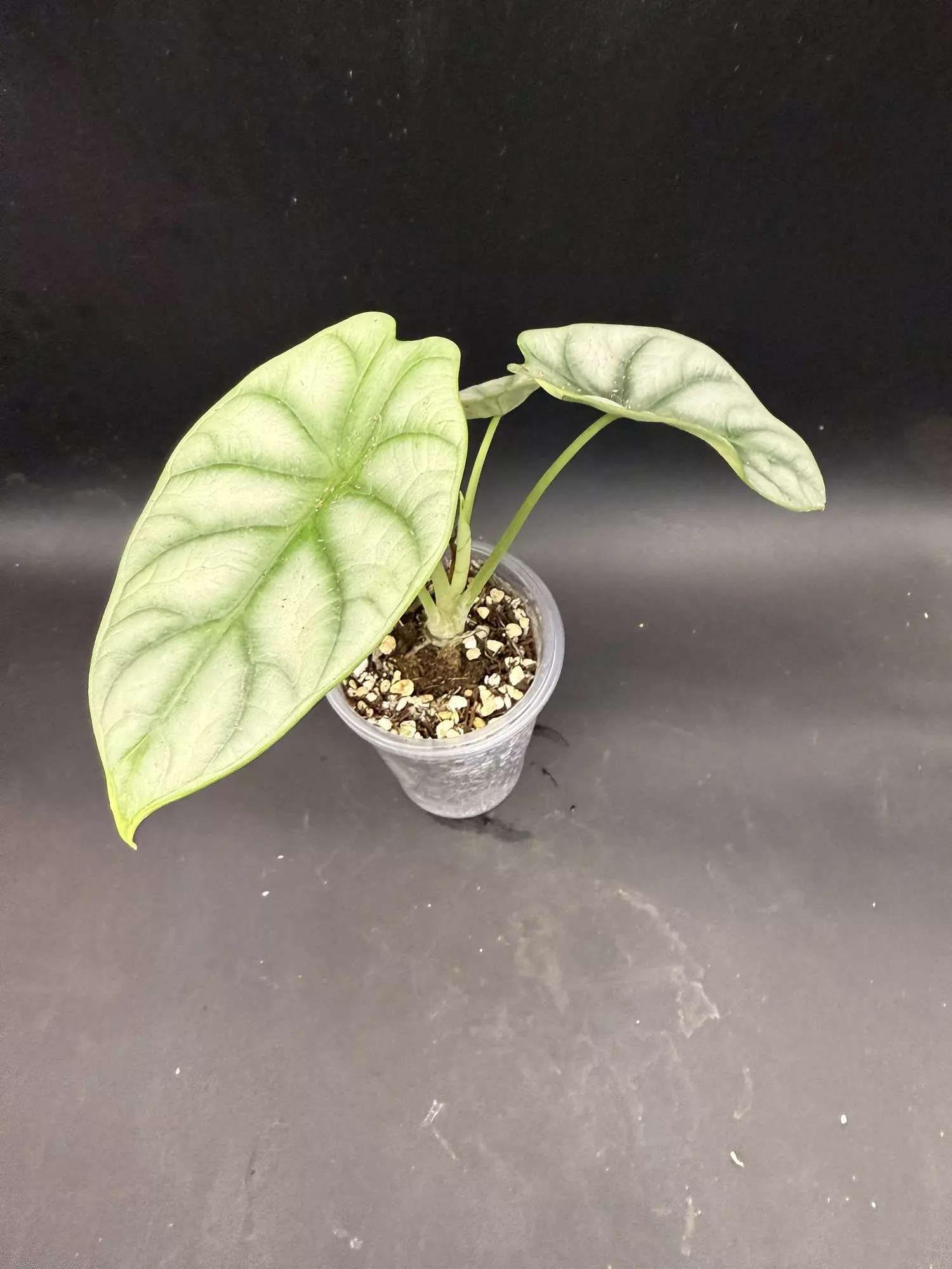 plant/Alocasia Silver Dragon (growers choice)-0