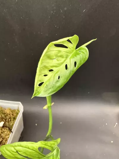 plant/Monstera Adansonii Aurea HUGE LEAVES-2-thumbnail