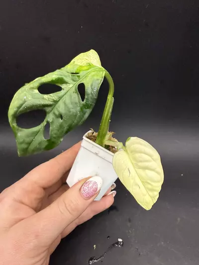 plant/Monstera Adansonii Albo/Tricolor-0-thumbnail