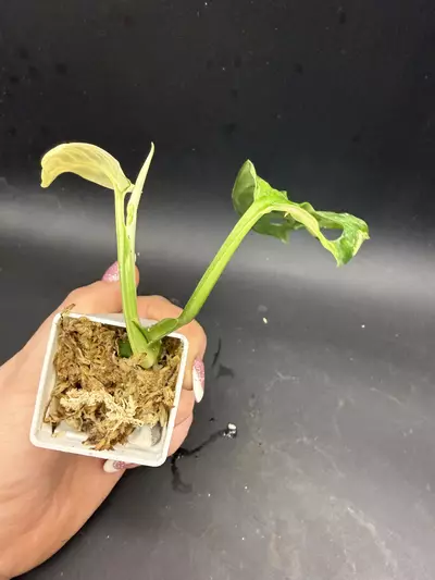 plant/Monstera Adansonii Albo/Tricolor-2-thumbnail