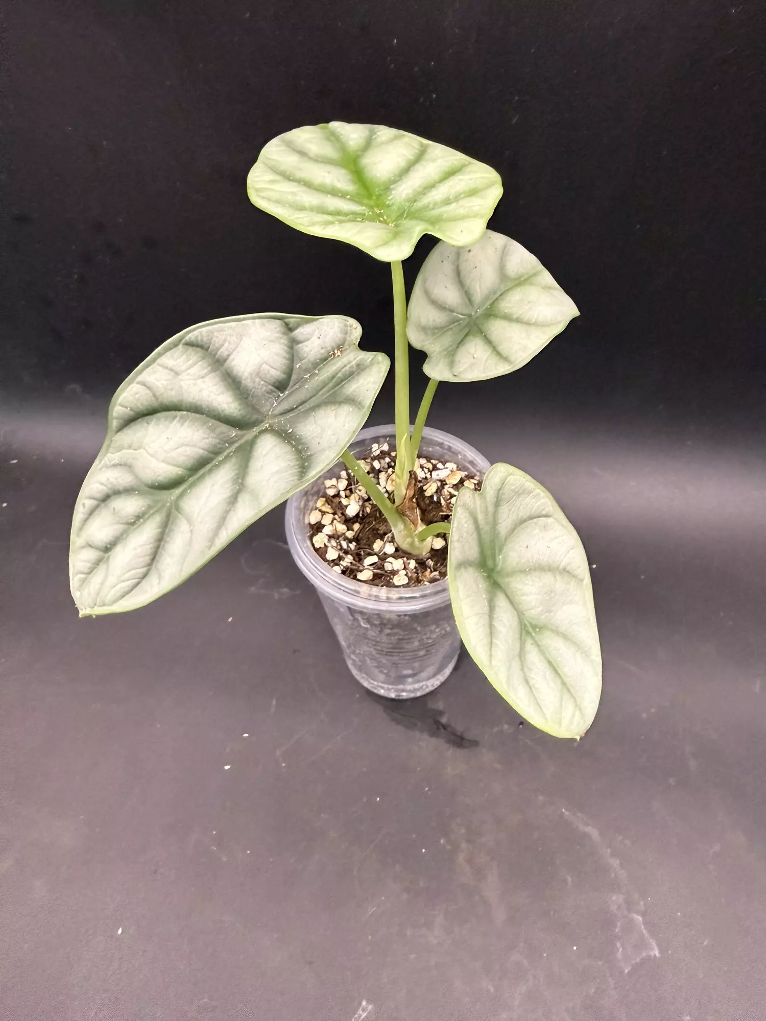 plant/Alocasia Silver Dragon (growers choice)-1