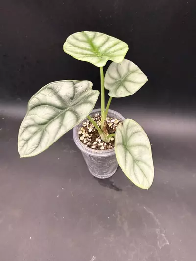 plant/Alocasia Silver Dragon (growers choice)-1-thumbnail